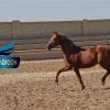 خرید اسب و فروش اسب_مسعود دودوکور