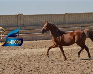 خرید اسب و فروش اسب_مسعود دودوکور