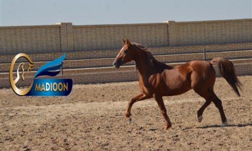 خرید اسب و فروش اسب_مسعود دودوکور