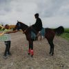 خرید اسب و فروش اسب_سریک