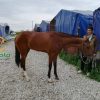 خرید اسب و فروش اسب_سایراز