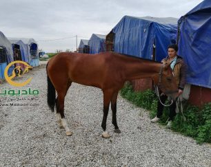 خرید اسب و فروش اسب_سایراز