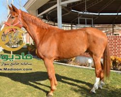 خرید اسب و فروش اسب_ایمبلوس