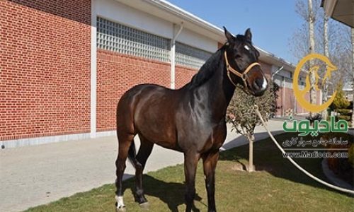 خرید اسب و فروش اسب_کایتانا