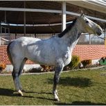 خرید اسب و فروش اسب_کریستالین