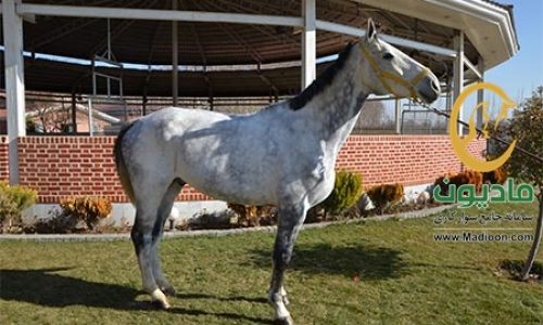خرید اسب و فروش اسب_کریستالین