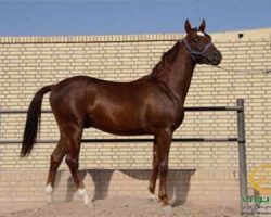 خرید اسب و فروش اسب_اهورا