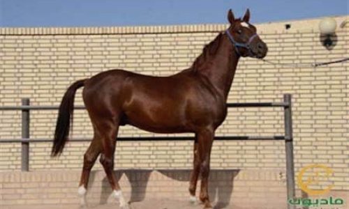 خرید اسب و فروش اسب_اهورا