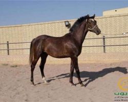 خرید اسب و فروش اسب_آکوا