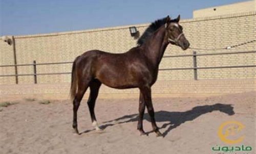 خرید اسب و فروش اسب_آکوا