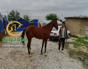 خرید اسب و فروش اسب_بایرام خان