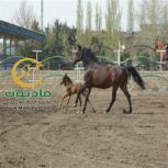 خرید اسب و فروش اسب_توسکا
