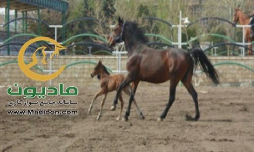 خرید اسب و فروش اسب_توسکا
