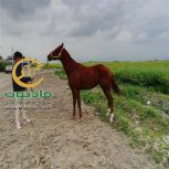 خرید اسب و فروش اسب_جنی وان