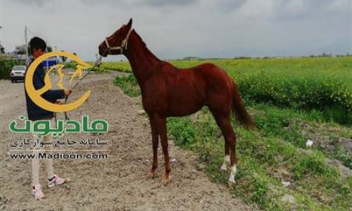 خرید اسب و فروش اسب_جنی وان