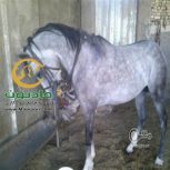 خرید اسب و فروش اسب_خروش