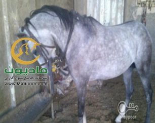 خرید اسب و فروش اسب_خروش