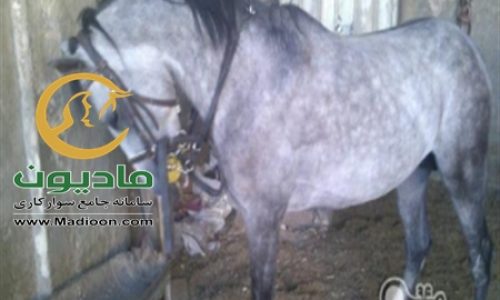 خرید اسب و فروش اسب_خروش