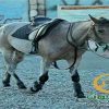 خرید اسب و فروش اسب_دلدل
