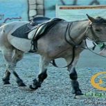 خرید اسب و فروش اسب_دلدل