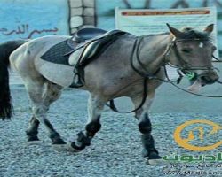 خرید اسب و فروش اسب_دلدل
