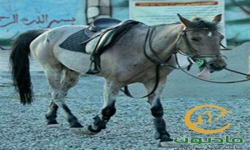 خرید اسب و فروش اسب_دلدل