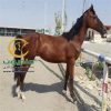 خرید اسب و فروش اسب_سالوادر