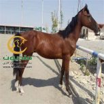 خرید اسب و فروش اسب_سالوادر