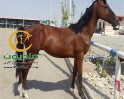 خرید اسب و فروش اسب_سالوادر