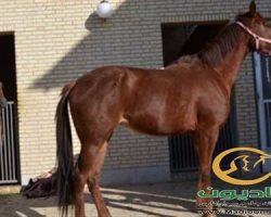 خرید اسب و فروش اسب_ساینا