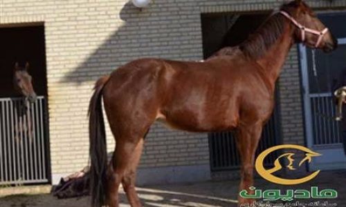 خرید اسب و فروش اسب_ساینا