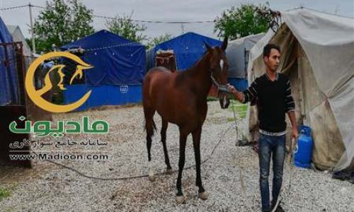 خرید اسب و فروش اسب_سوفیلا سرمدی