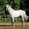 خرید اسب و فروش اسب_سیسرو کلینتون