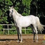 خرید اسب و فروش اسب_سیسرو کلینتون