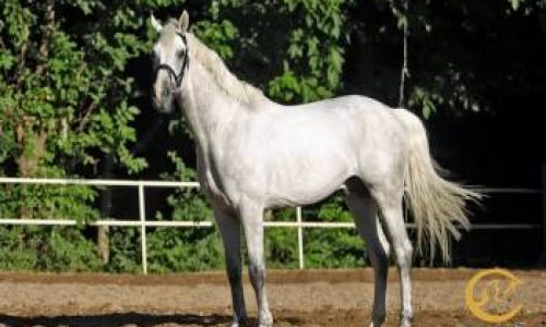 خرید اسب و فروش اسب_سیسرو کلینتون