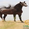 خرید اسب و فروش اسب_فرخ ایستاتیس