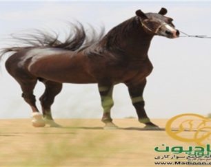 خرید اسب و فروش اسب_فرخ ایستاتیس