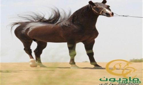 خرید اسب و فروش اسب_فرخ ایستاتیس