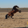 خرید اسب و فروش اسب_فیصل
