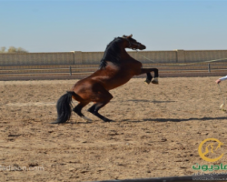 خرید اسب و فروش اسب_فیصل