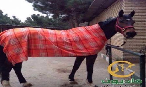خرید اسب و فروش اسب_لانا