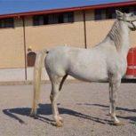 خرید اسب و فروش اسب_ملودی
