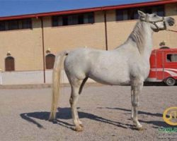 خرید اسب و فروش اسب_ملودی