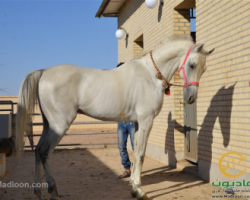 خرید اسب و فروش اسب_نخجیر