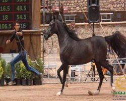 خرید اسب و فروش اسب_وارا