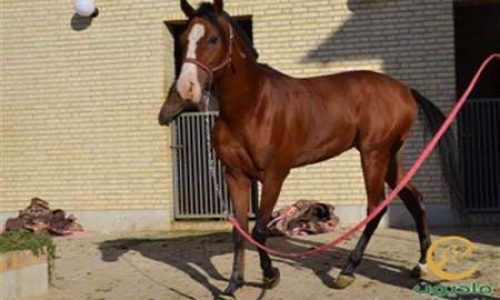 خرید اسب و فروش اسب_والی خان