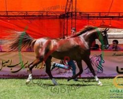 خرید اسب و فروش اسب_ویکتوریا