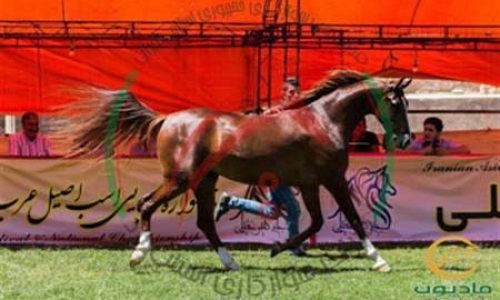 خرید اسب و فروش اسب_ویکتوریا