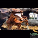 خرید اسب و فروش اسب_کره لندگرانوس