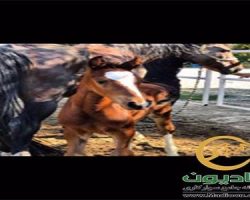 خرید اسب و فروش اسب_کره لندگرانوس